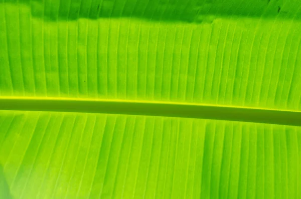 Green banana on a tree with leaves, flowers and fruits