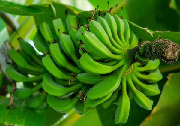 Green banana on a tree with leaves, flowers and fruits