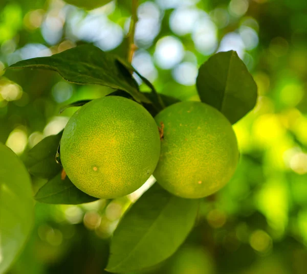 Laranjas Verdes Crescem Ramo Com Folhas Luz Solar Fotografia De Stock