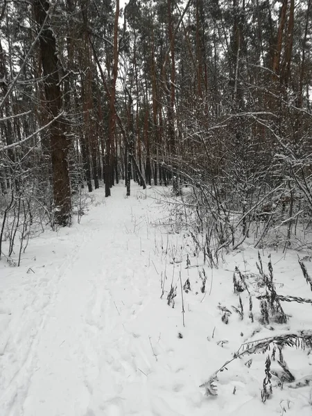 Зимняя Погода Пейзаж Много Снега Лесу Деревьями — стоковое фото