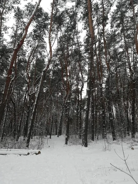 Paysage Hivernal Beaucoup Neige Dans Forêt Avec Des Arbres — Photo