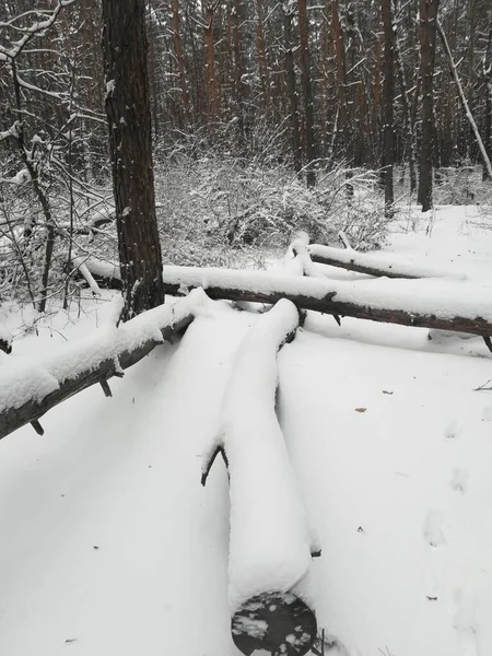 Kış Havası Ağaçlı Ormanda Çok Kar Var — Stok fotoğraf