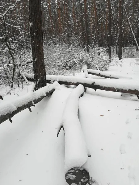 Paysage Hivernal Beaucoup Neige Dans Forêt Avec Des Arbres — Photo