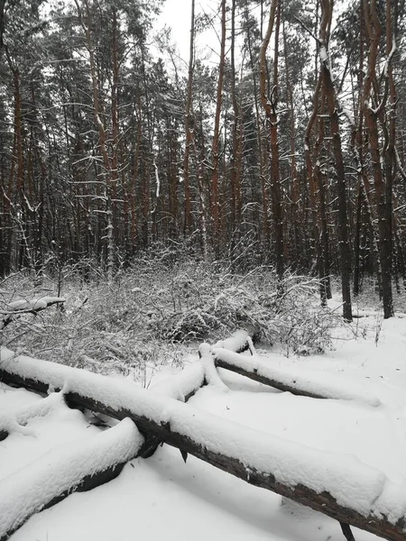 Зимняя Погода Пейзаж Много Снега Лесу Деревьями — стоковое фото