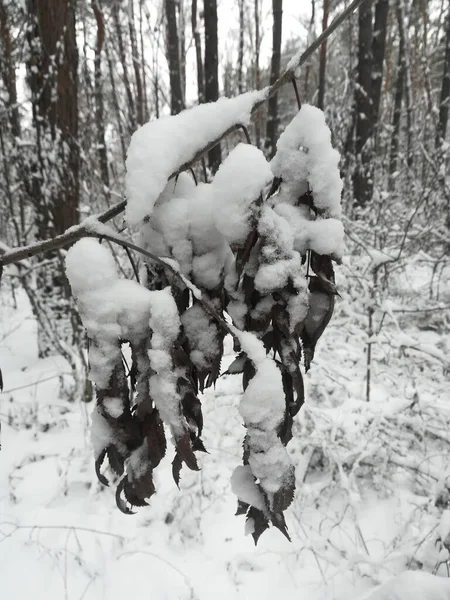 Winter weather landscape and a lot of snow in the forest with trees