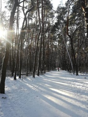 Kar, güneş ve buzla kaplı kozalaklı bir ormanda kış manzarası