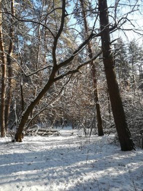 Kar, güneş ve buzla kaplı kozalaklı bir ormanda kış manzarası
