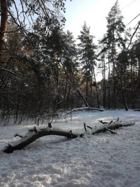 Kar, güneş ve buzla kaplı kozalaklı bir ormanda kış manzarası