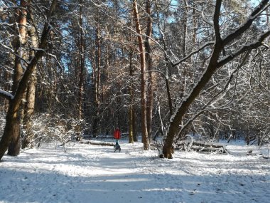 Kar, güneş ve buzla kaplı kozalaklı bir ormanda kış manzarası