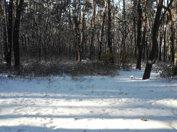 Kar Güneş Buzla Kaplı Kozalaklı Bir Ormanda Kış Manzarası — Stok fotoğraf