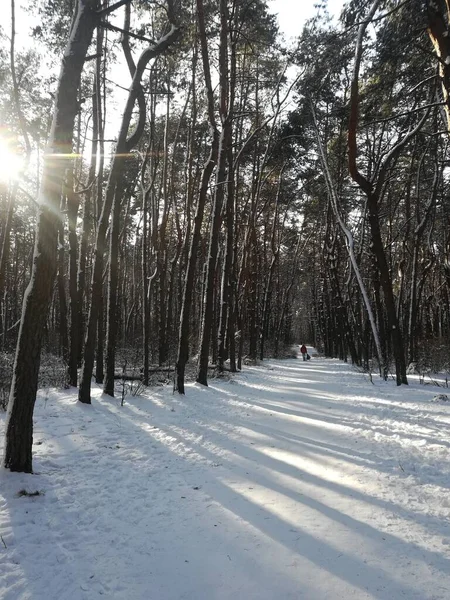 Зимний Пейзаж Хвойном Лесу Снегом Солнцем Морозом — стоковое фото