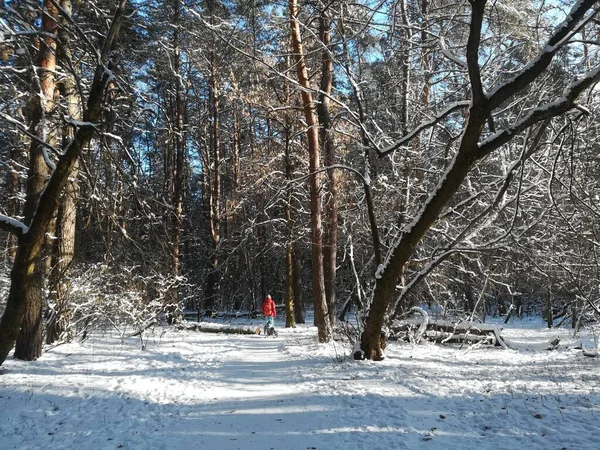 Зимний Пейзаж Хвойном Лесу Снегом Солнцем Морозом — стоковое фото