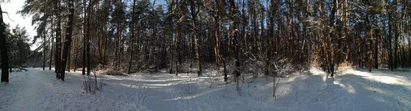 Зимовий Пейзаж Хвойному Лісі Снігом Сонцем Морозом — стокове фото