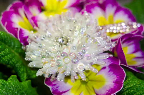 Veilchen Blühen Primeln Mit Perlenblume Frühlingsstrauß — Stockfoto