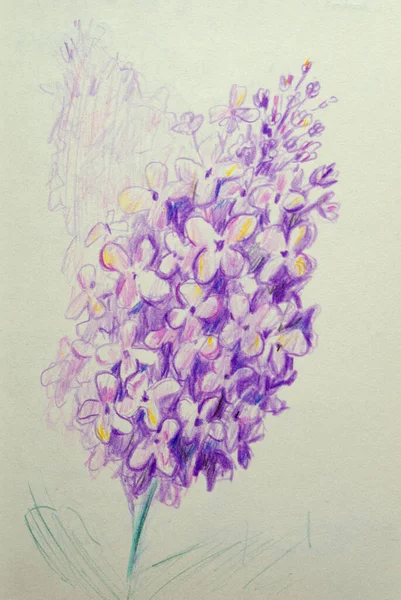 Fleurs Lilas Gros Plan Dessiné Avec Des Crayons Couleur — Photo