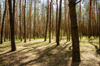 Bahar çam ormanında sabah güneşi