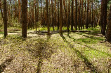 Bahar çam ormanında sabah güneşi