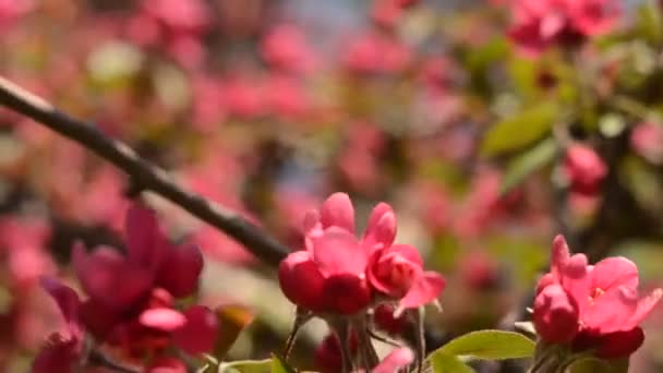 Blommande Rosa Äppelträd Omrörning Vinden Solig Dag Makro Video — Stockvideo