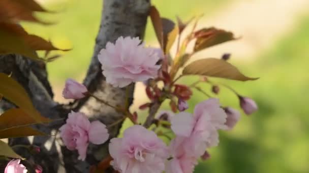 Florescendo Sakura Rosa Balançando Vento Belo Dia Ensolarado Macro Vídeo — Vídeo de Stock