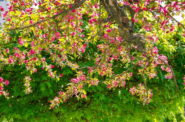 Blooming Trees Spring Outdoors Park Landscape Magnolia Sakura Cherry Apple — Stock Photo, Image