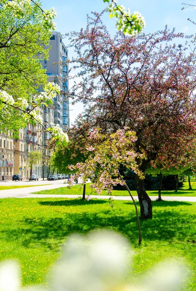 Baharda Çiçek Açan Ağaçlar Parkta Manzara Manolya Kiraz Elma Ağacı — Stok fotoğraf