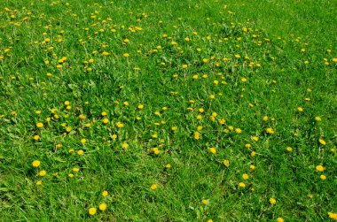 Sarı karahindibalar gün boyunca yeşil çimlerde yetişir.