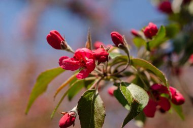 Çiçek açan elma ağacının kırmızı çiçekleri ilkbaharda gün ışığında