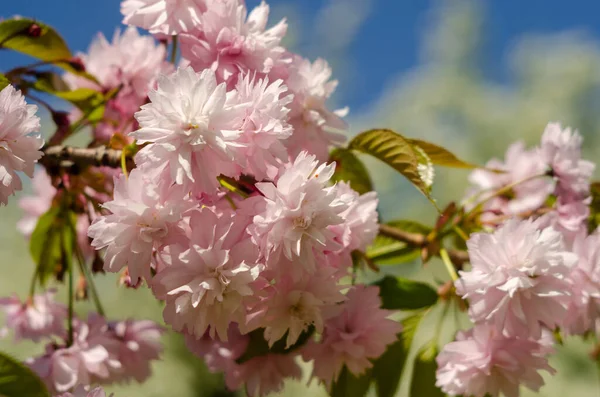 Pink Sakura Flowers Spring Sunlight — Stock Photo, Image