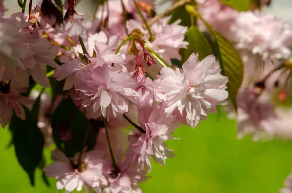 Pink Sakura Flowers Spring Sunlight — Stock Photo, Image