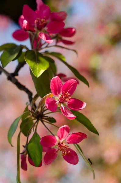 Red Flowers Blooming Apple Tree Spring Rays Sunlight — Stock Photo, Image