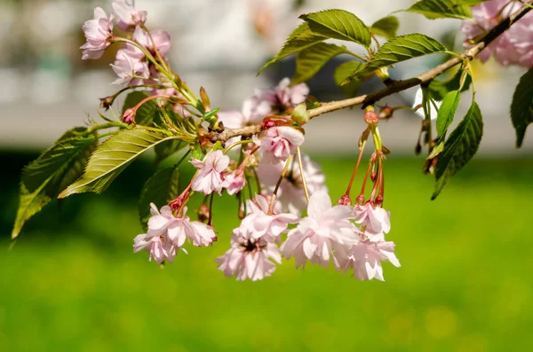 Pink Sakura Flowers Spring Sunlight — Stock Photo, Image