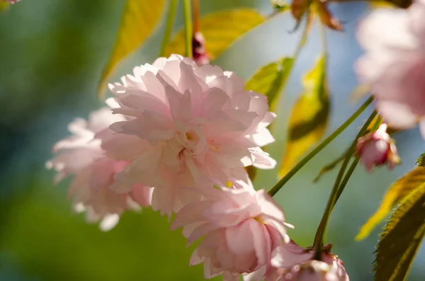 Flores Rosadas Sakura Cerca Primavera Luz Del Sol —  Fotos de Stock