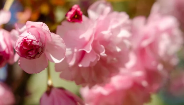 Pink Sakura Flowers Spring Sunlight — Stock Photo, Image