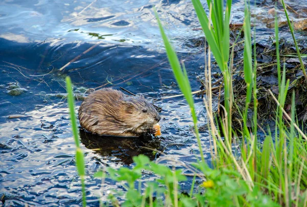 Animal Dack Swims Eats Water — Stock Photo, Image