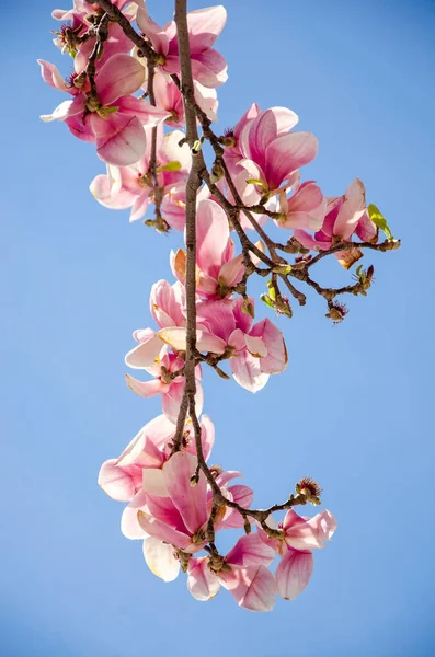 Blooming Magnolia Spring Flowers Tree Bright Blue Sky — Stock Photo, Image