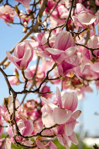 Blooming Magnolia Spring Flowers Tree Bright Blue Sky — Stock Photo, Image