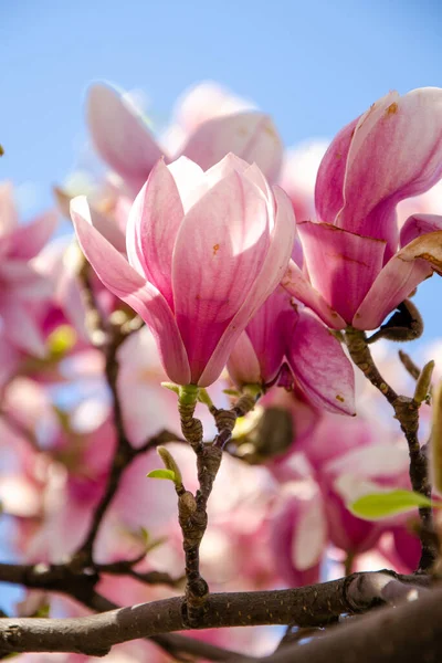 Bahar Çiçeklerinde Açan Manolya Parlak Mavi Gökyüzüne Karşı Bir Ağaçta Stok Fotoğraf