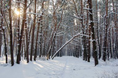 Kış iğne yapraklı orman manzara