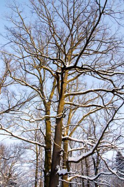 Güzel kış manzarası