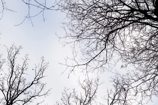 มุมมองของต้นไม้ในท้องฟ้า — ภาพถ่ายสต็อก