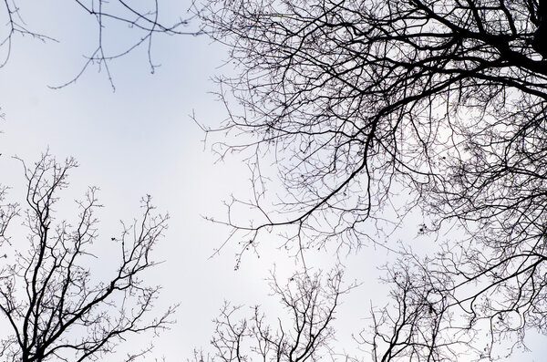 View of the treetops in the sky