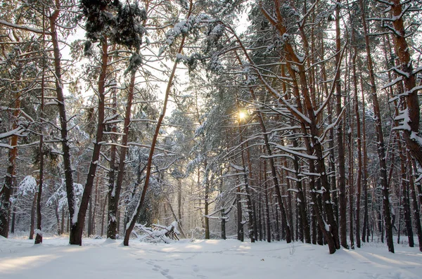 Пейзаж зимних хвойных лесов — стоковое фото