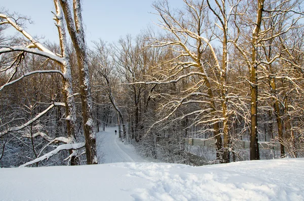 겨울 풍경, 눈, 나무, 태양, 스키 트랙 — 스톡 사진