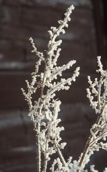 Frost bitkilerde şube.