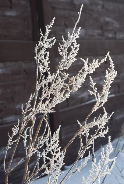 Plantas de ramo em geada. Bela vista de inverno ensolarado da neve . — Fotografia de Stock