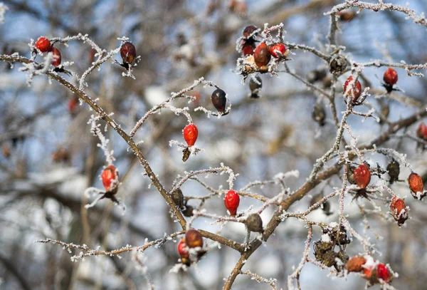 Rose hips Don içinde meyve