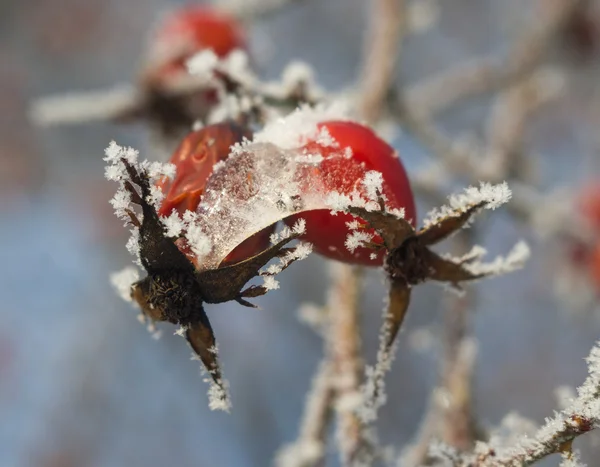 The fruit of rose hips in the frost — Stock Photo, Image