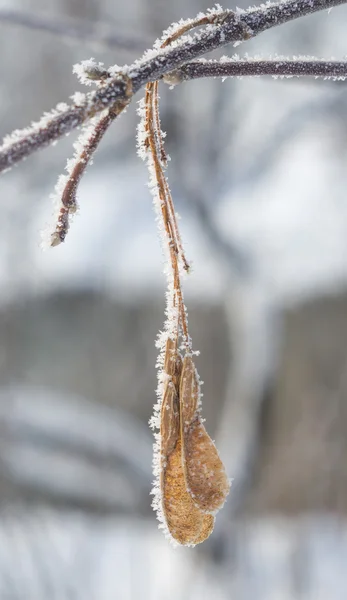 Σπόροι ξηρό σφενδάμνου σε παγετό — Φωτογραφία Αρχείου