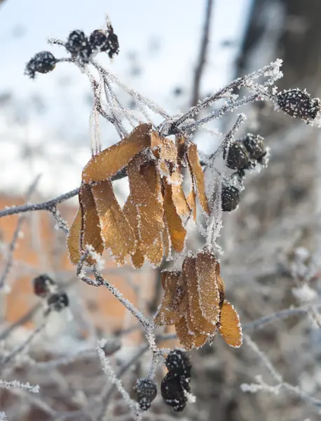 Sementes de linden secas (flores) em geada — Fotografia de Stock