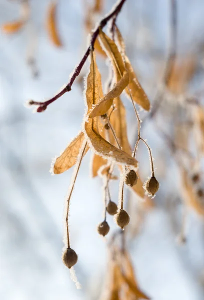 Sementes de linden secas (flores) em geada — Fotografia de Stock